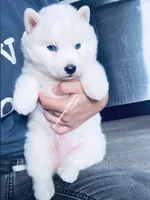 “ SNOW “ BLUE EYED BOY , a male Siberian Husky for sale in Greensboro, NC – 2 of 3