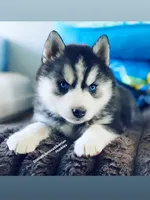 “ DIAMOND  “ BLUE EYED GIRL , a female Siberian Husky for sale in Greensboro, NC – 6 of 7