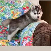 TEDDY ( BEAR BOY ) , a male Siberian Husky for sale in Greensboro, NC – 7 of 10