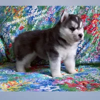 BEAR BOY , a male Siberian Husky for sale in Greensboro, NC – 6 of 10