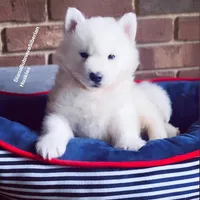 PURE WHITE BEAR BOY , a male Siberian Husky for sale in Greensboro, NC – 5 of 6