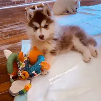 DARK RED BEAR GIRL ( Green/Amber Eyes ) , a female Siberian Husky for sale in Greensboro, NC – 7 of 7