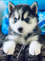 “ DIAMOND  “ BLUE EYED GIRL , a female Siberian Husky for sale in Greensboro, NC – 7 of 7