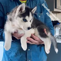 DRACULA ( BLUE EYED BOY ) , a male Siberian Husky for sale in Greensboro, NC – 6 of 6