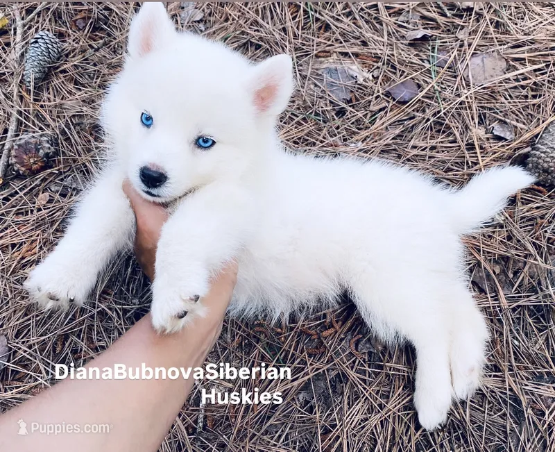PURE WHITE BEAR GIRL ( BLUE EYES )  – Siberian Husky puppy for sale in Greensboro, NC