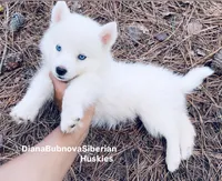 PURE WHITE BEAR GIRL ( BLUE EYES ) , a female Siberian Husky for sale in Greensboro, NC – 1 of 3
