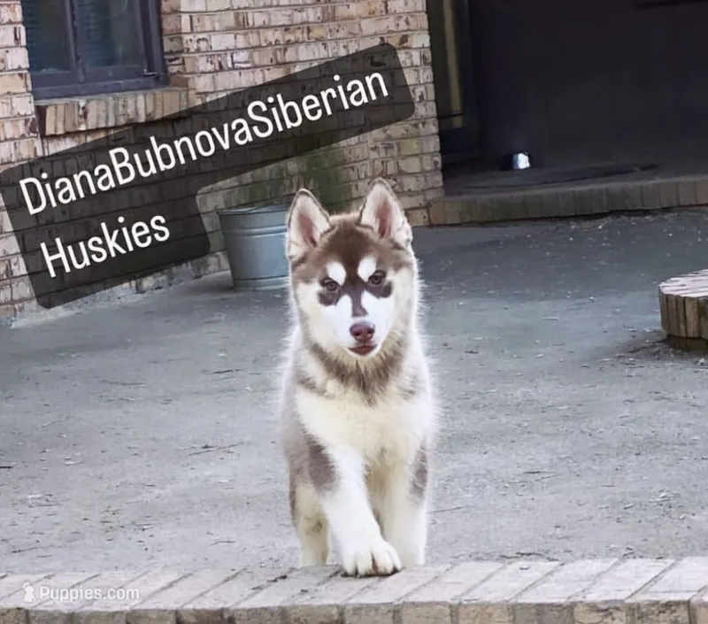 DARK RED GIRL ( GREEN /AMBER EYES )  – Siberian Husky puppy for sale in Greensboro, NC