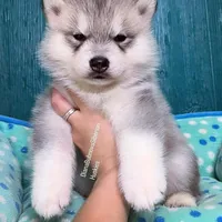 GREY BOY, a male Siberian Husky for sale in Greensboro, NC – Photo 2 of 2