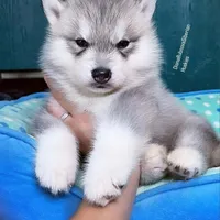 GREY BOY, a male Siberian Husky for sale in Greensboro, NC – Photo 1 of 2