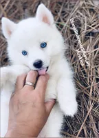 PURE WHITE BEAR GIRL ( BLUE EYES ) , a female Siberian Husky for sale in Greensboro, NC – 3 of 3
