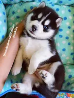 Black/White Boy ( one blue/one brown eye ) , a male Siberian Husky for sale in Greensboro, NC – 5 of 7