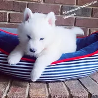 PURE WHITE BEAR BOY , a male Siberian Husky for sale in Greensboro, NC – 6 of 6