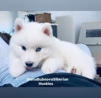 ASTI BOY ( One Blue/One Brown Eye ) , a male Siberian Husky for sale in Greensboro, NC – 3 of 10