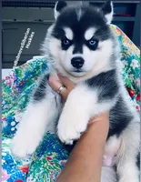 BLUE EYED BOY ( BLACK/WHITE ) , a male Siberian Husky for sale in Greensboro, NC – 5 of 9