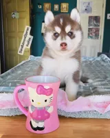 DARK RED GIRL , a female Siberian Husky for sale in Greensboro, NC – 4 of 5