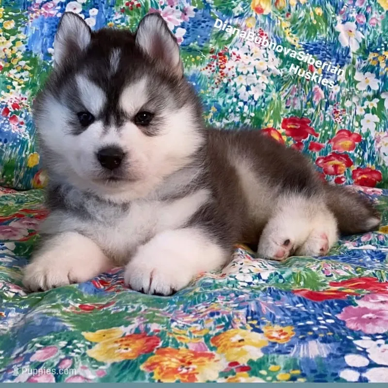 TEDDY ( BEAR BOY )  – Siberian Husky puppy for sale in Greensboro, NC