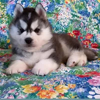 TEDDY ( BEAR BOY ) , a male Siberian Husky for sale in Greensboro, NC – 1 of 10