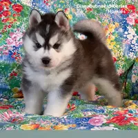 TEDDY ( BEAR BOY ) , a male Siberian Husky for sale in Greensboro, NC – 9 of 10