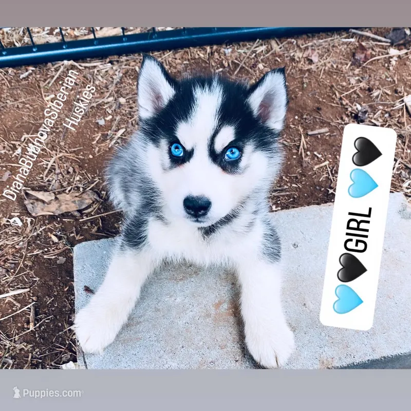 SASHA BLUE EYED GIRL  – Siberian Husky puppy for sale in Greensboro, NC