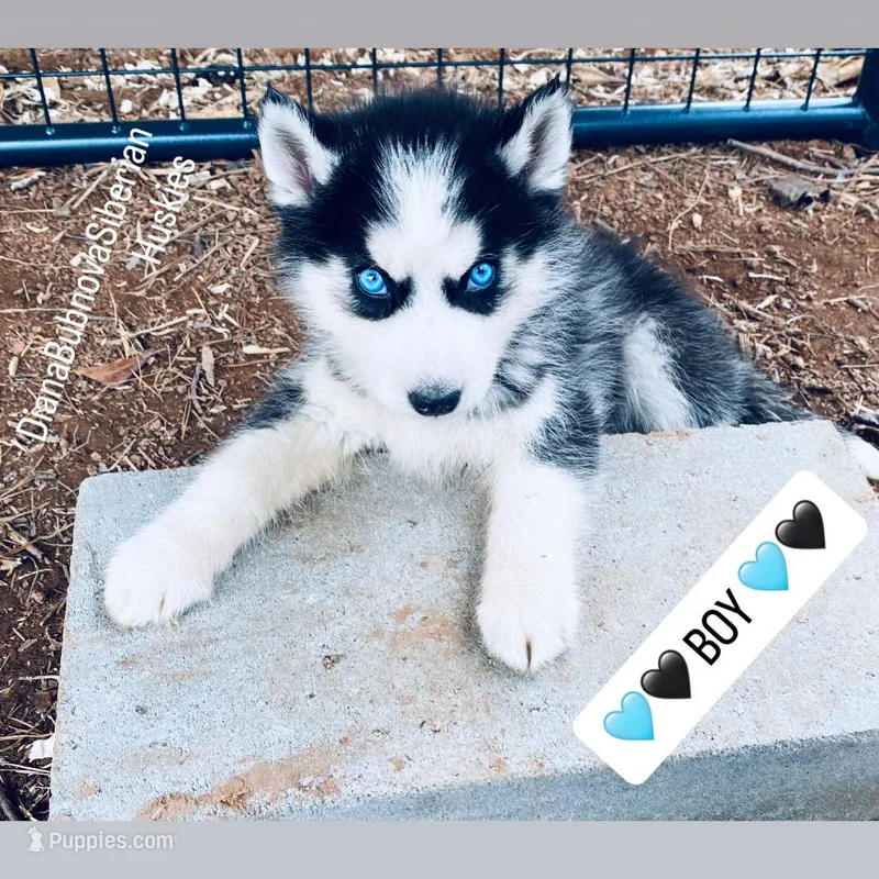 BLUE EYED BOY  – Siberian Husky puppy for sale in Greensboro, NC