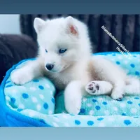 BLUE EYED PURE WHITE GIRL , a male Siberian Husky for sale in Greensboro, NC – 8 of 10