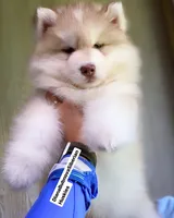 RED BEAR GIRL ( GREEN /AMBER EYES ) , a female Siberian Husky for sale in Greensboro, NC – 2 of 2