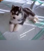 BLACK /WHITE BEAR BOY , a male Siberian Husky for sale in Greensboro, NC – 2 of 2