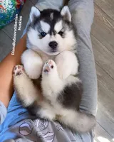 BEAR BOY ( One Blue /One Brown Eye ) , a male Siberian Husky for sale in Greensboro, NC – 1 of 3
