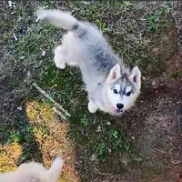 GOOD BOYY “ BOND “ , a male Siberian Husky for sale in Greensboro, NC – 2 of 2