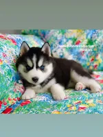 BLACK/WHITE BLUE EYED GIRL , a female Siberian Husky for sale in Greensboro, NC – 9 of 9