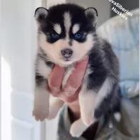 MINIATURE SIZE BLUE EYED GIRL , a female Siberian Husky and Alaskan Klee Kai for sale in Greensboro, NC – 7 of 9
