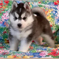 TEDDY ( BEAR BOY ) , a male Siberian Husky for sale in Greensboro, NC – 2 of 10