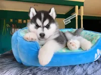 Black /White BOY , a male Siberian Husky for sale in Greensboro, NC – 2 of 2