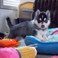 MINIATURE SIZE BLACK/WHITE BOY ( BROWN EYES )  , a male Siberian Husky and Alaskan Klee Kai for sale in Greensboro, NC – 10 of 10