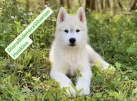 SILVER BOY ( BROWN EYES ) , a male Siberian Husky for sale in Greensboro, NC – 2 of 2
