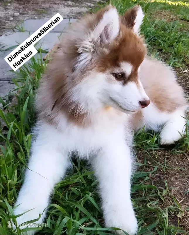 DARK RED BEAR GIRL ( GREEN /AMBER EYES )  – Siberian Husky puppy for sale in Greensboro, NC