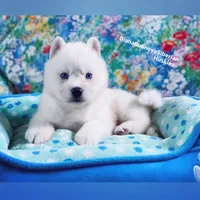 “ SIMBA “ BLUE EYED PURE WHITE BOY , a male Siberian Husky for sale in Greensboro, NC – 3 of 8