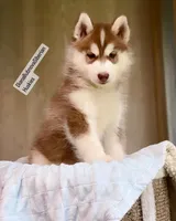 FIRE ( DARK RED BOY ) , a male Siberian Husky for sale in Greensboro, NC – 5 of 5