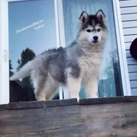 BLACK/WHITE GIRL , a female Siberian Husky for sale in Greensboro, NC – 8 of 10