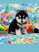 BEAR GIRL ( One Blue/One Brown eye ) , a female Siberian Husky for sale in Greensboro, NC – 5 of 10