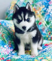 BLACK/WHITE BLUE EYED GIRL , a female Siberian Husky for sale in Greensboro, NC – 2 of 9