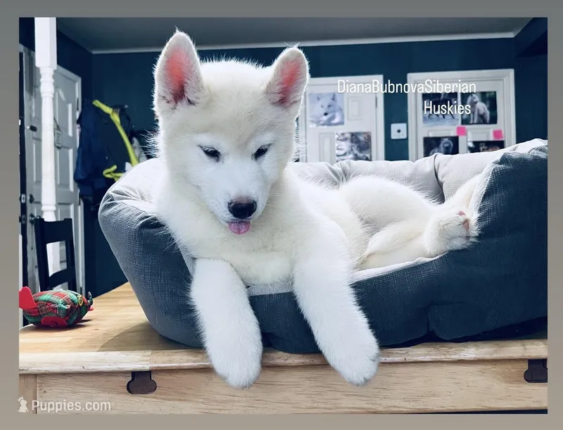 PURE WHITE GIRL ( SNOW )  – Siberian Husky puppy for sale in Greensboro, NC