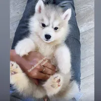 SILVER BOY , a male Siberian Husky for sale in Greensboro, NC – 4 of 5