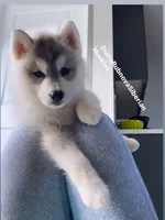 GREY BEAR BOY , a male Siberian Husky for sale in Greensboro, NC – 6 of 8