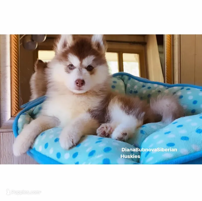 DARK RED BOY  – Siberian Husky puppy for sale in Greensboro, NC