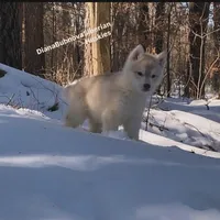 LILO (RED GIRL ), a female Siberian Husky for sale in Greensboro, NC – Photo 5 of 7
