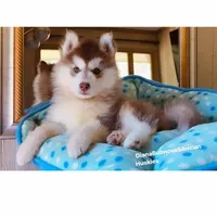 DARK RED BOY , a male Siberian Husky for sale in Greensboro, NC – Photo 4 of 8