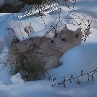 LILO (RED GIRL ), a female Siberian Husky for sale in Greensboro, NC – Photo 7 of 7