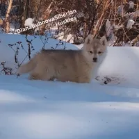 LILO (RED GIRL ), a female Siberian Husky for sale in Greensboro, NC – Photo 3 of 7