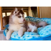 DARK RED BOY , a male Siberian Husky for sale in Greensboro, NC – Photo 7 of 8